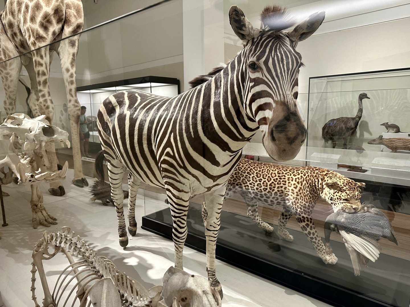 Plains zebra (Equus quagga)