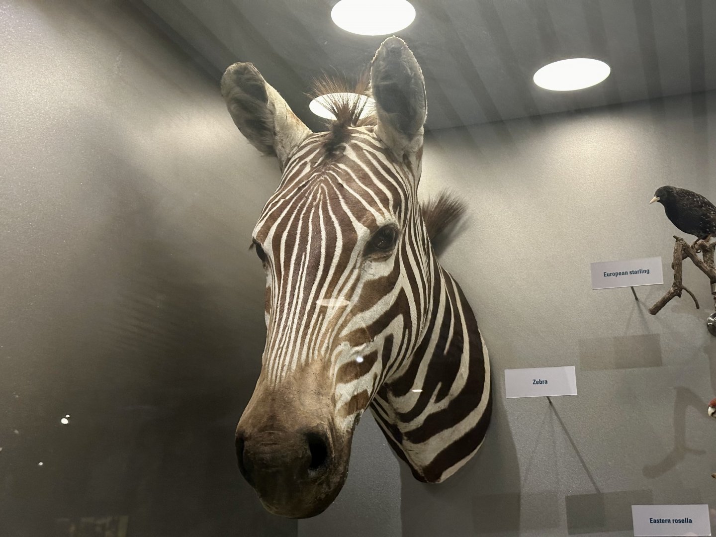 Plains zebra (Equus quagga)