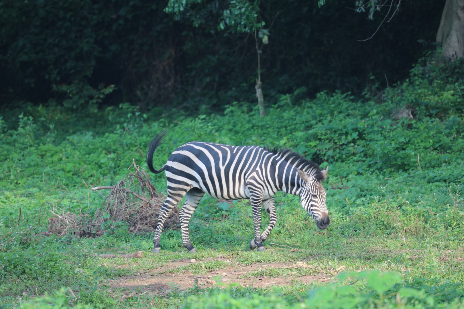 plains zebra (Equus quagga)