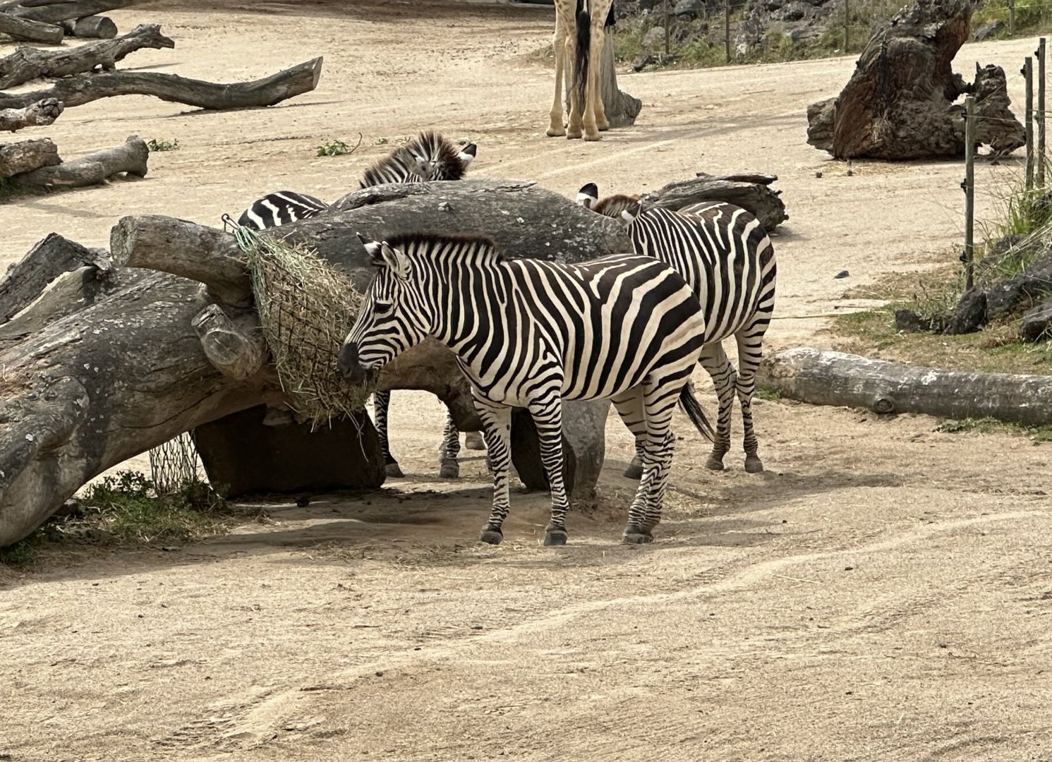 Plains zebra (Equus quagga)