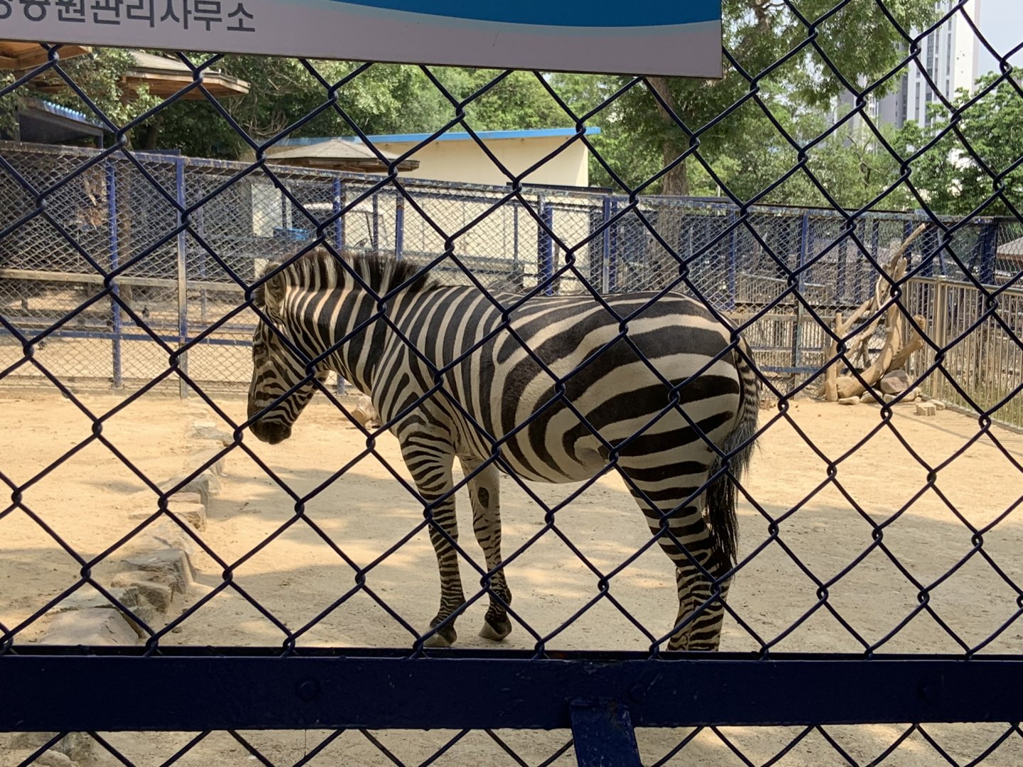 Plains zebra (Equus quagga)