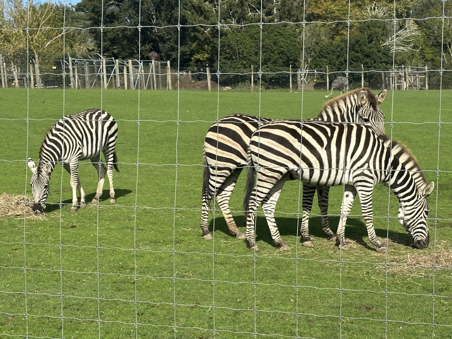 Plains zebra (Equus quagga)