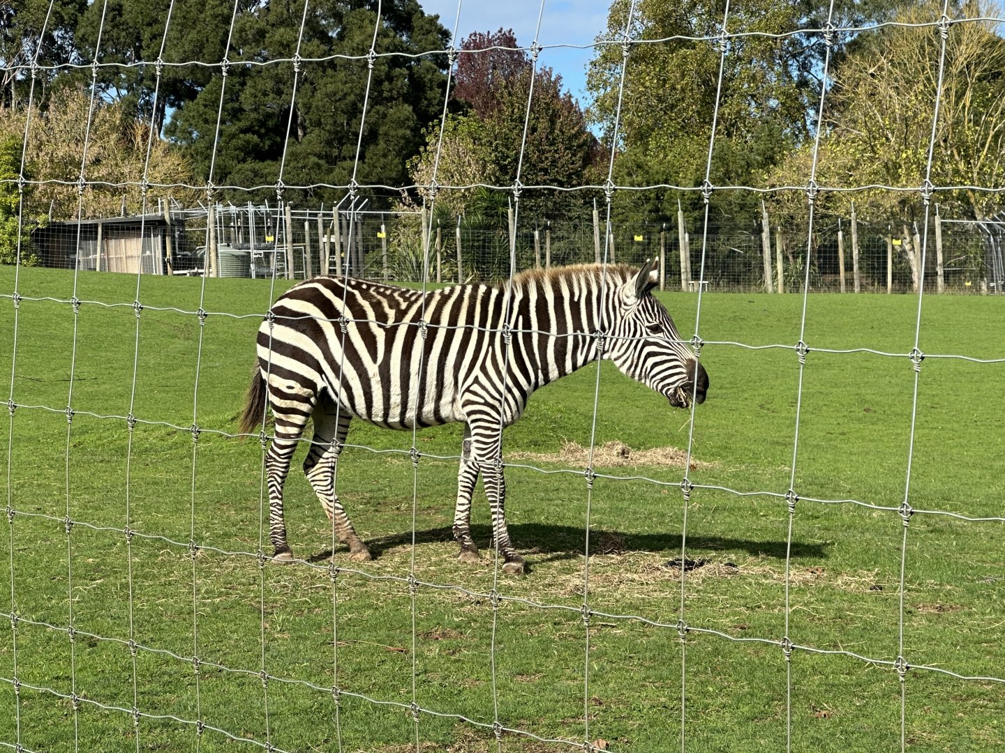 Plains zebra (Equus quagga)