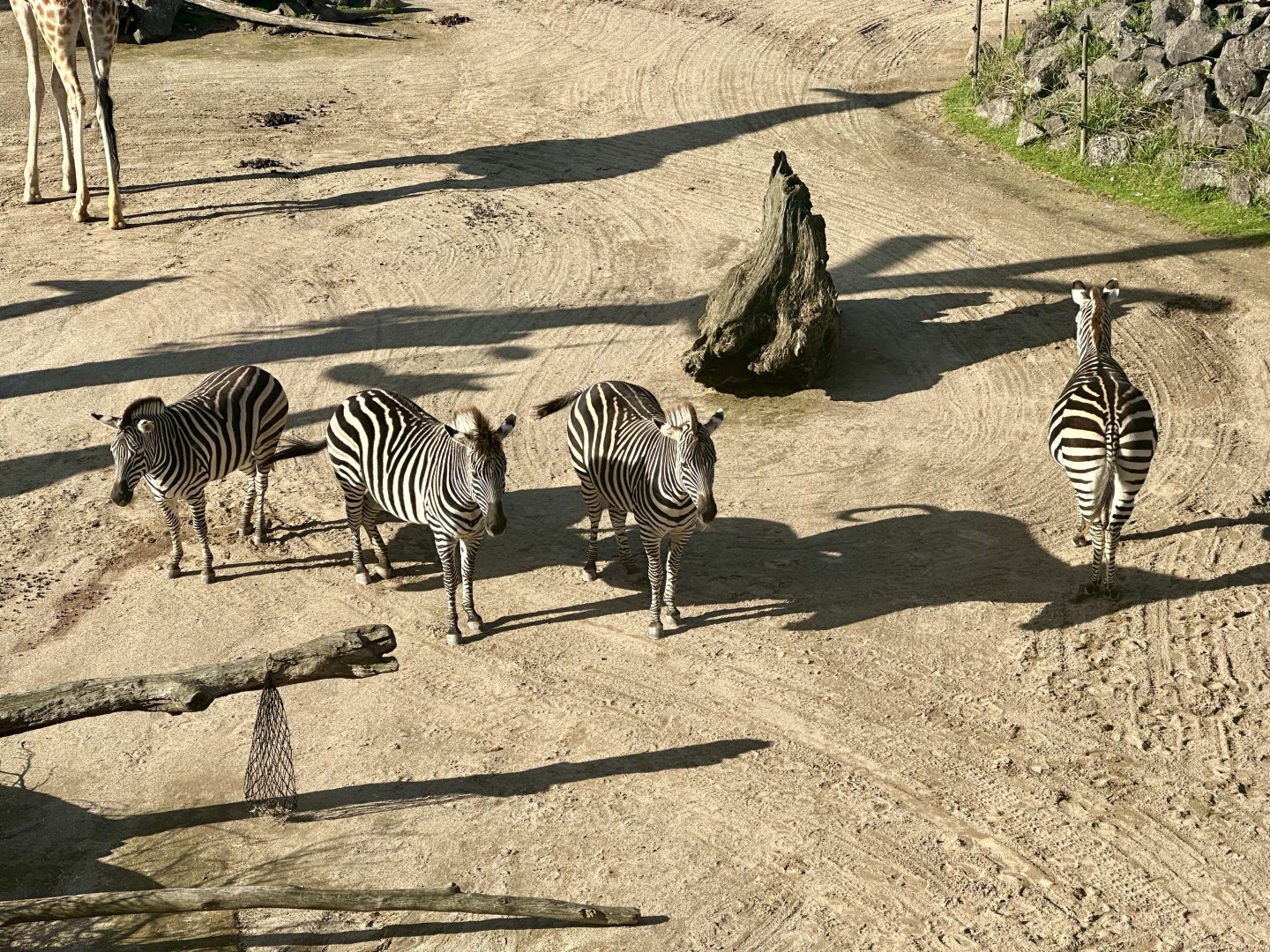 Plains zebra (Equus quagga)