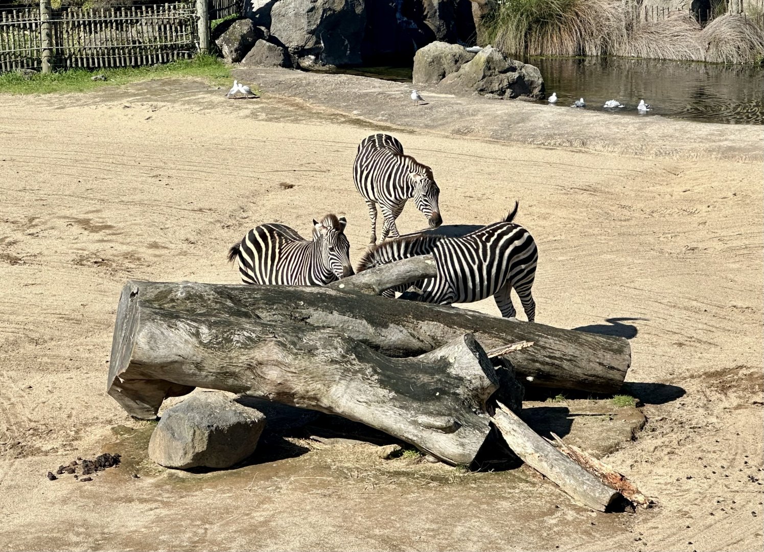 Plains zebra (Equus quagga)
