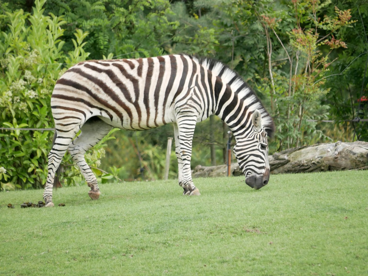 Plains zebra (Equus quagga)