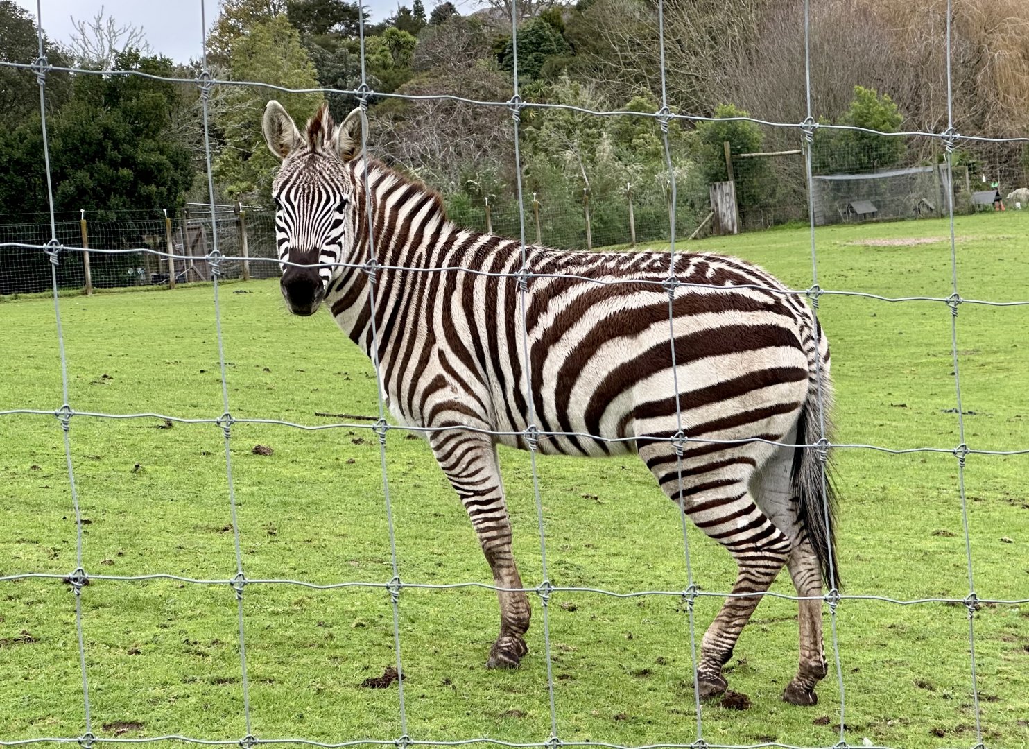 Plains zebra (Equus quagga)