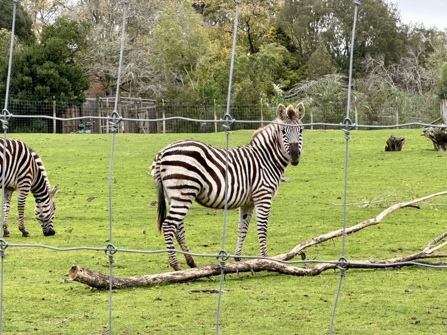 Plains zebra (Equus quagga)