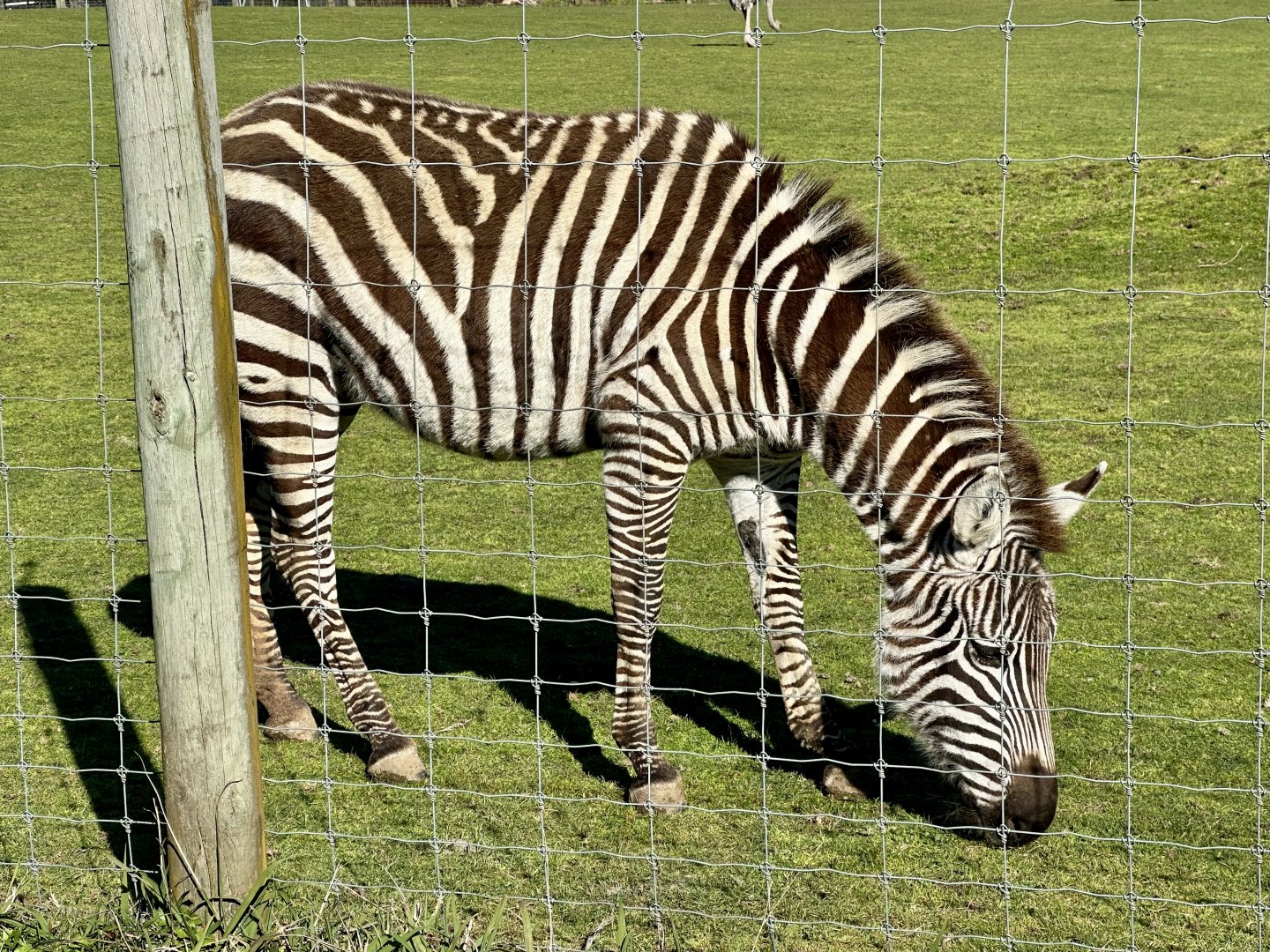 Plains zebra (Equus quagga)
