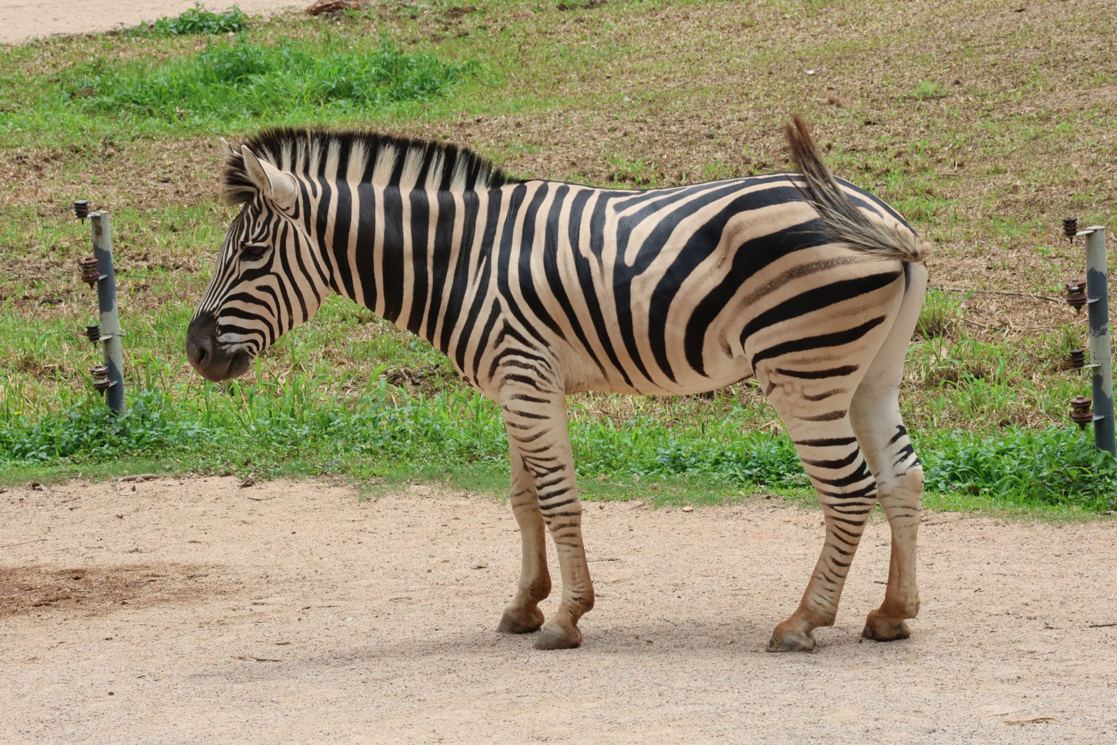 Plains zebra (Equus quagga)
