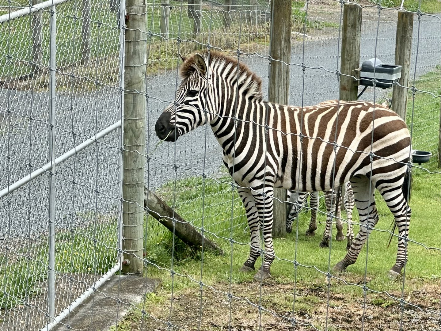 Plains zebra (Equus quagga)