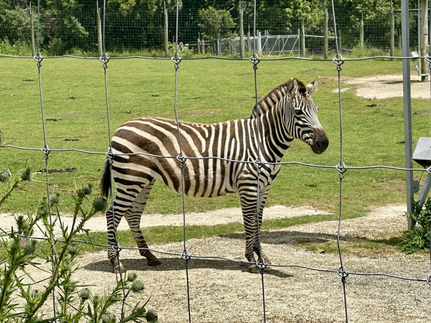 Plains zebra (Equus quagga)
