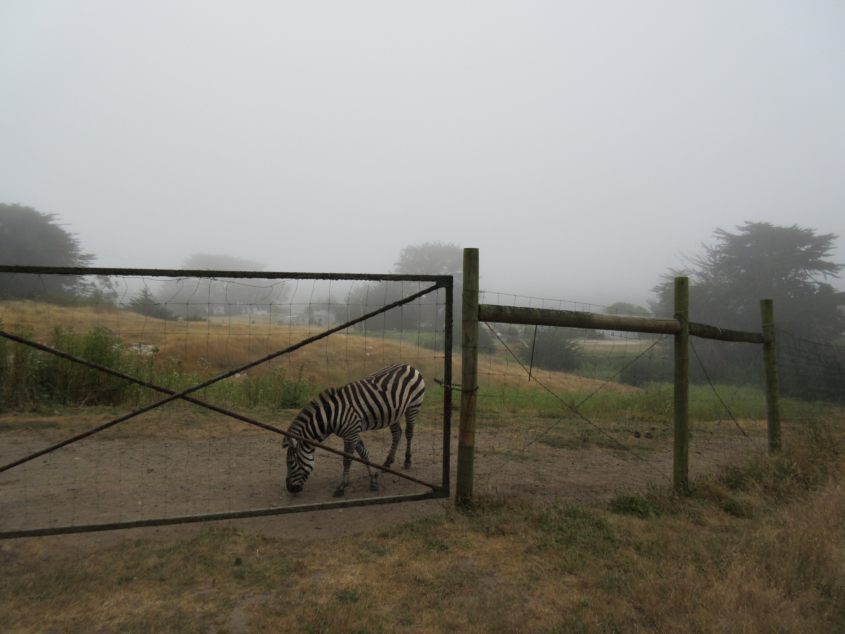 Plains Zebra Exhibit - shrouded in fog