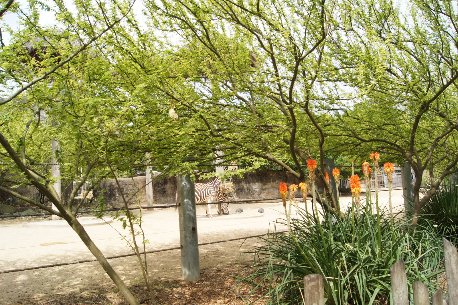 Plains Zebra Exhibit