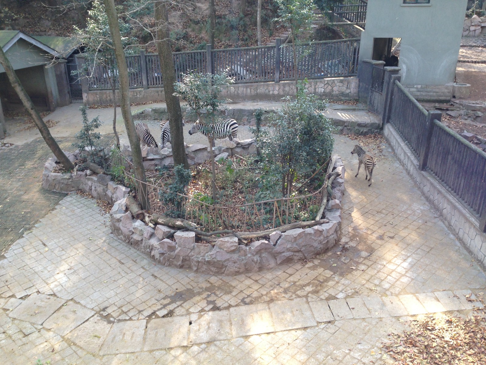 Plains zebra exhibit