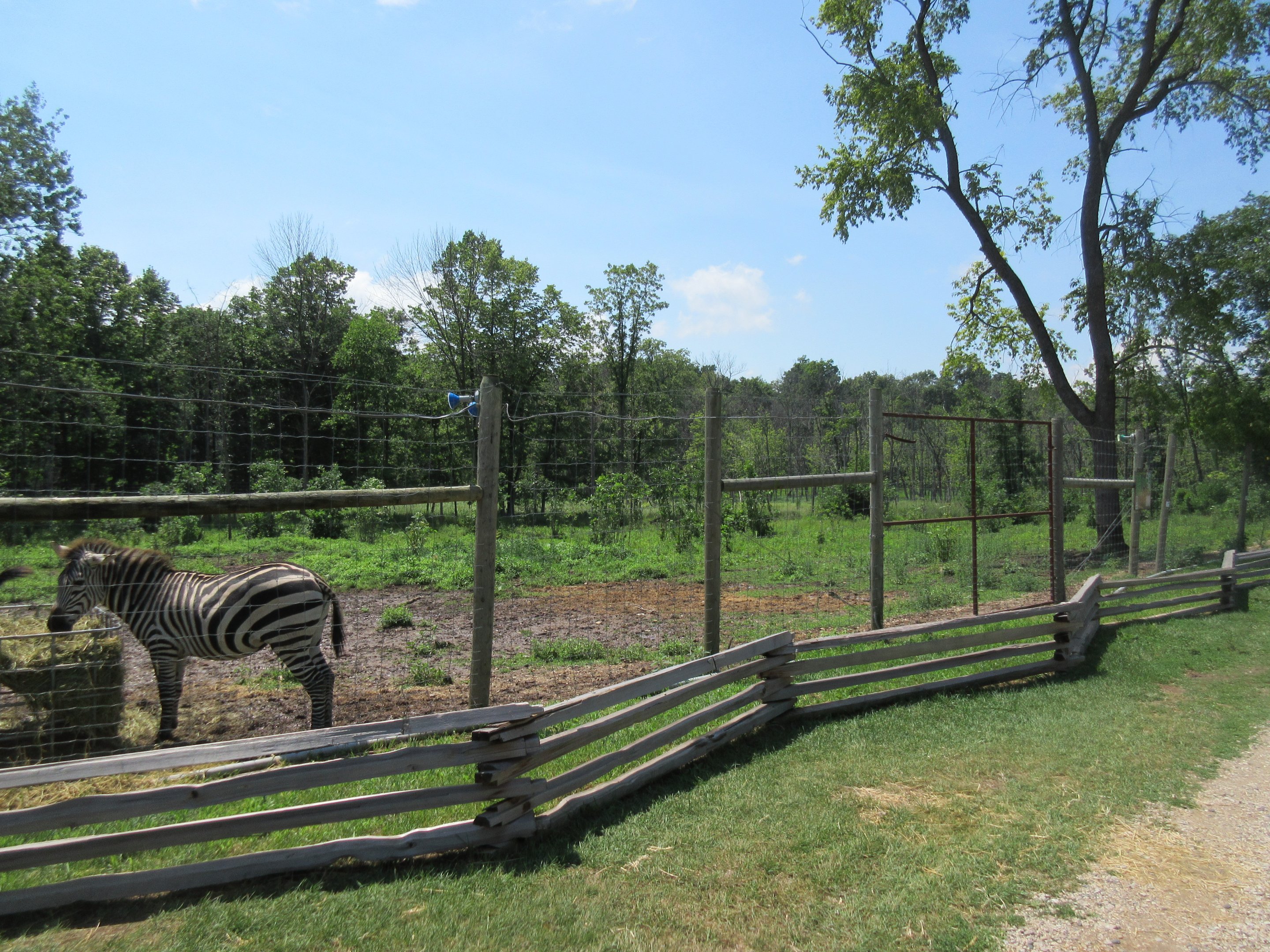 Plains Zebra Exhibit