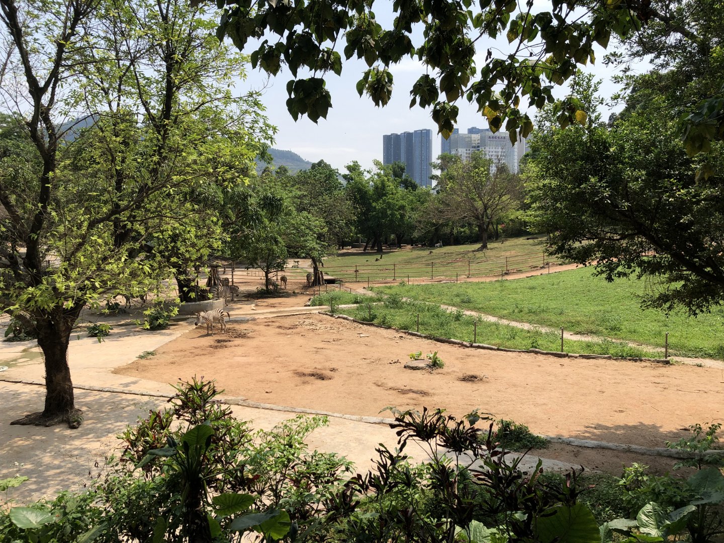 Plains Zebra Exhibit
