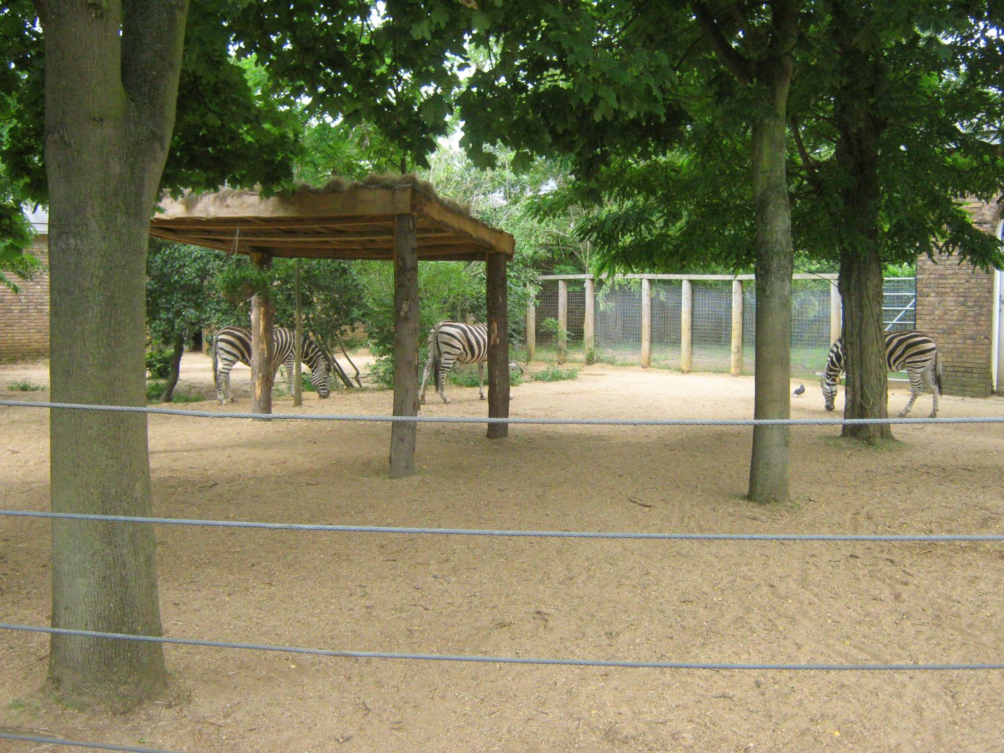 Plains Zebra Exhibit