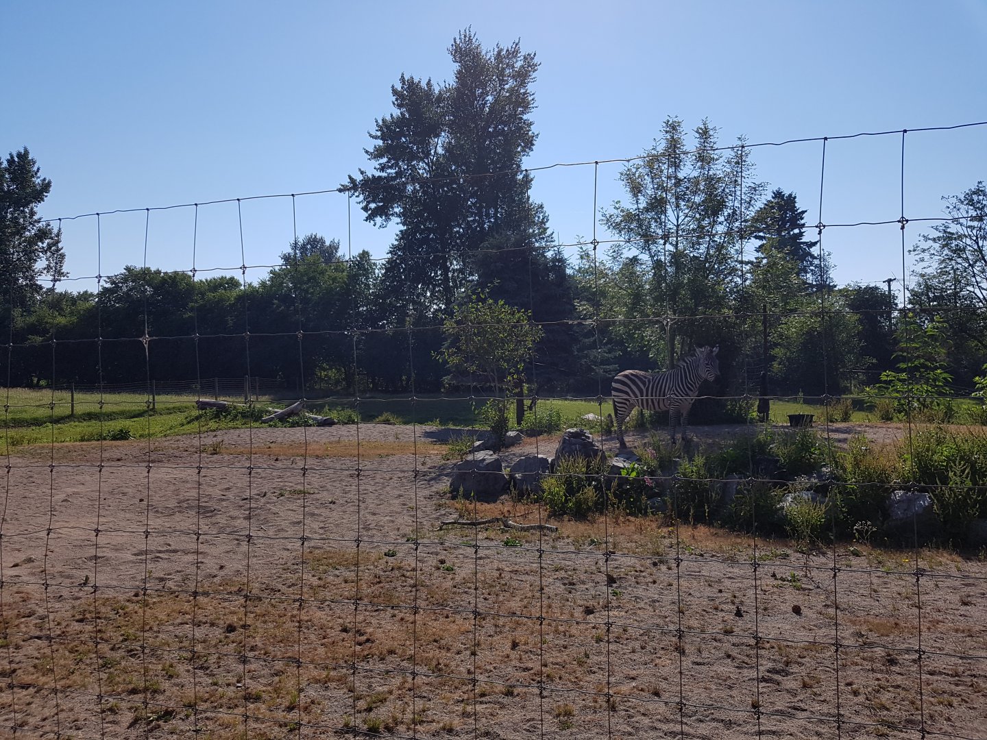 Plains Zebra Exhibit