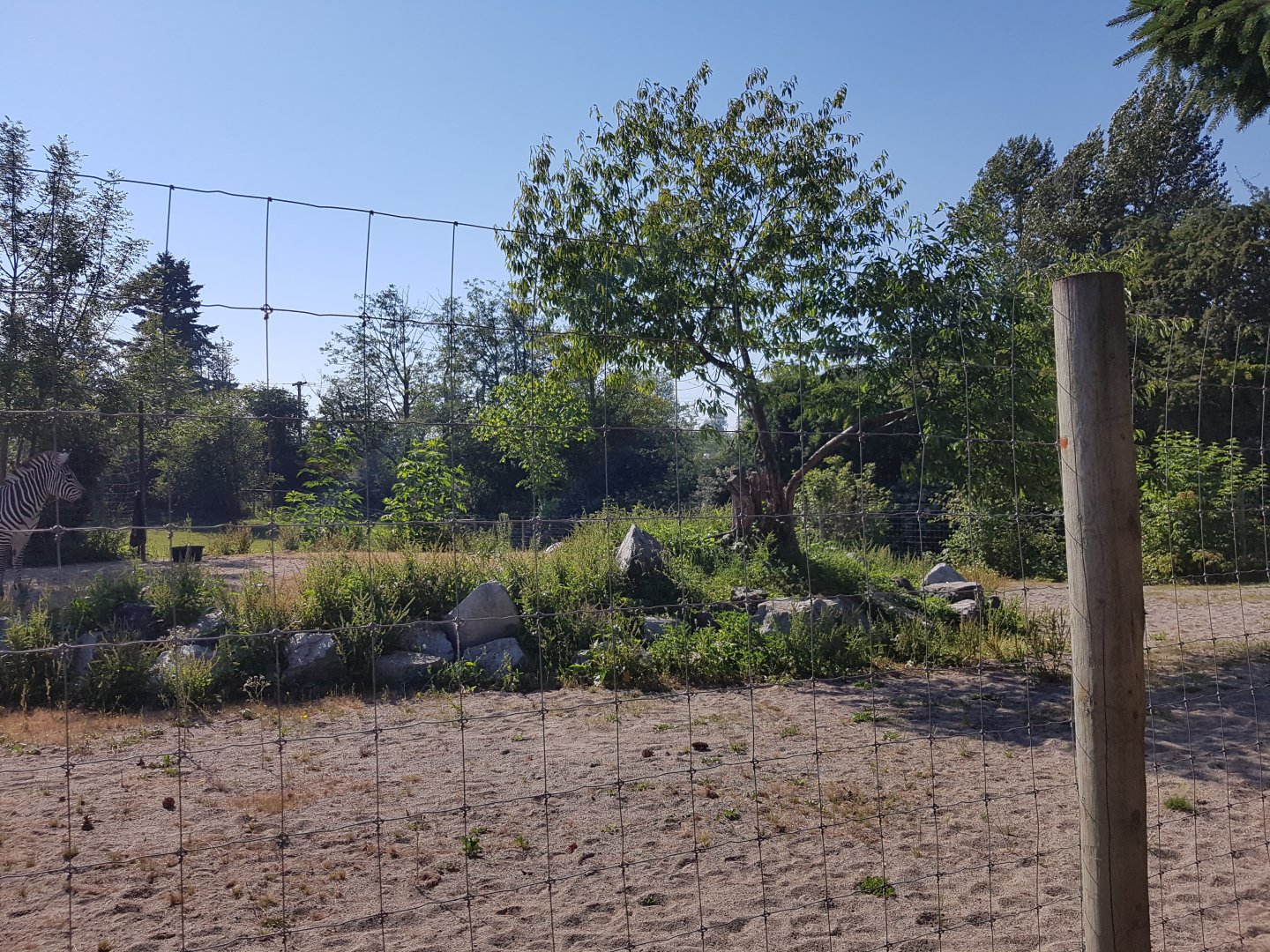 Plains Zebra Exhibit