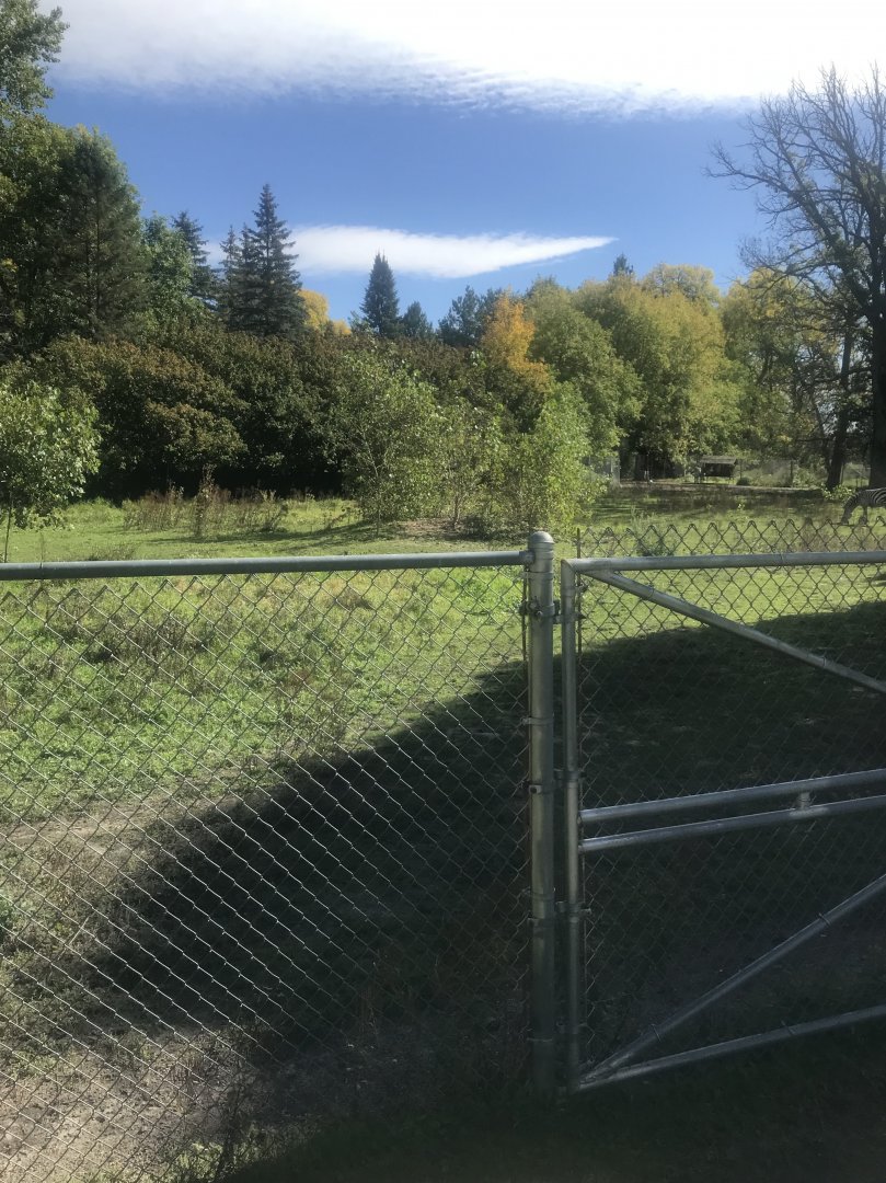 Plains Zebra Exhibit