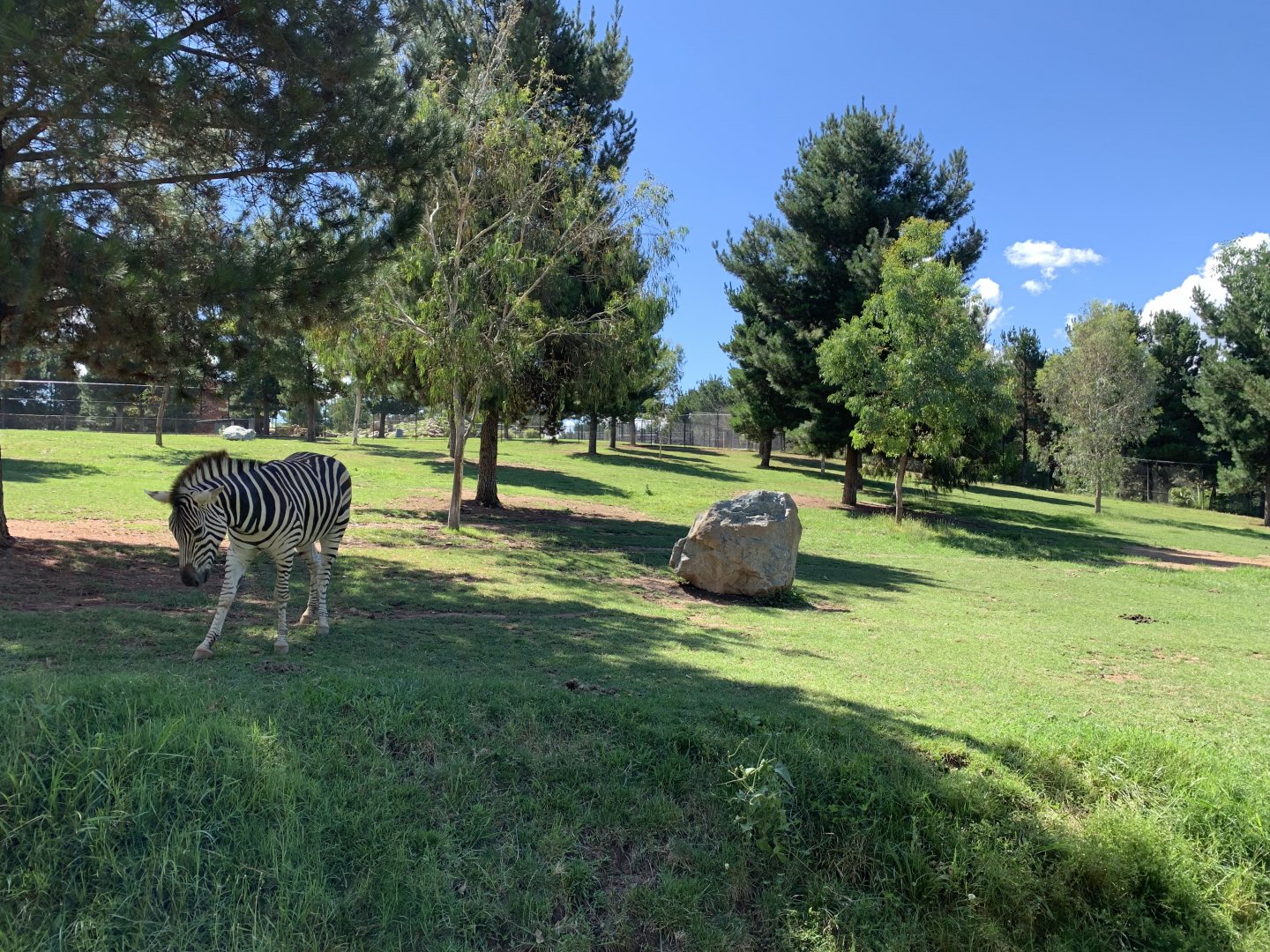 Plains Zebra Exhibit