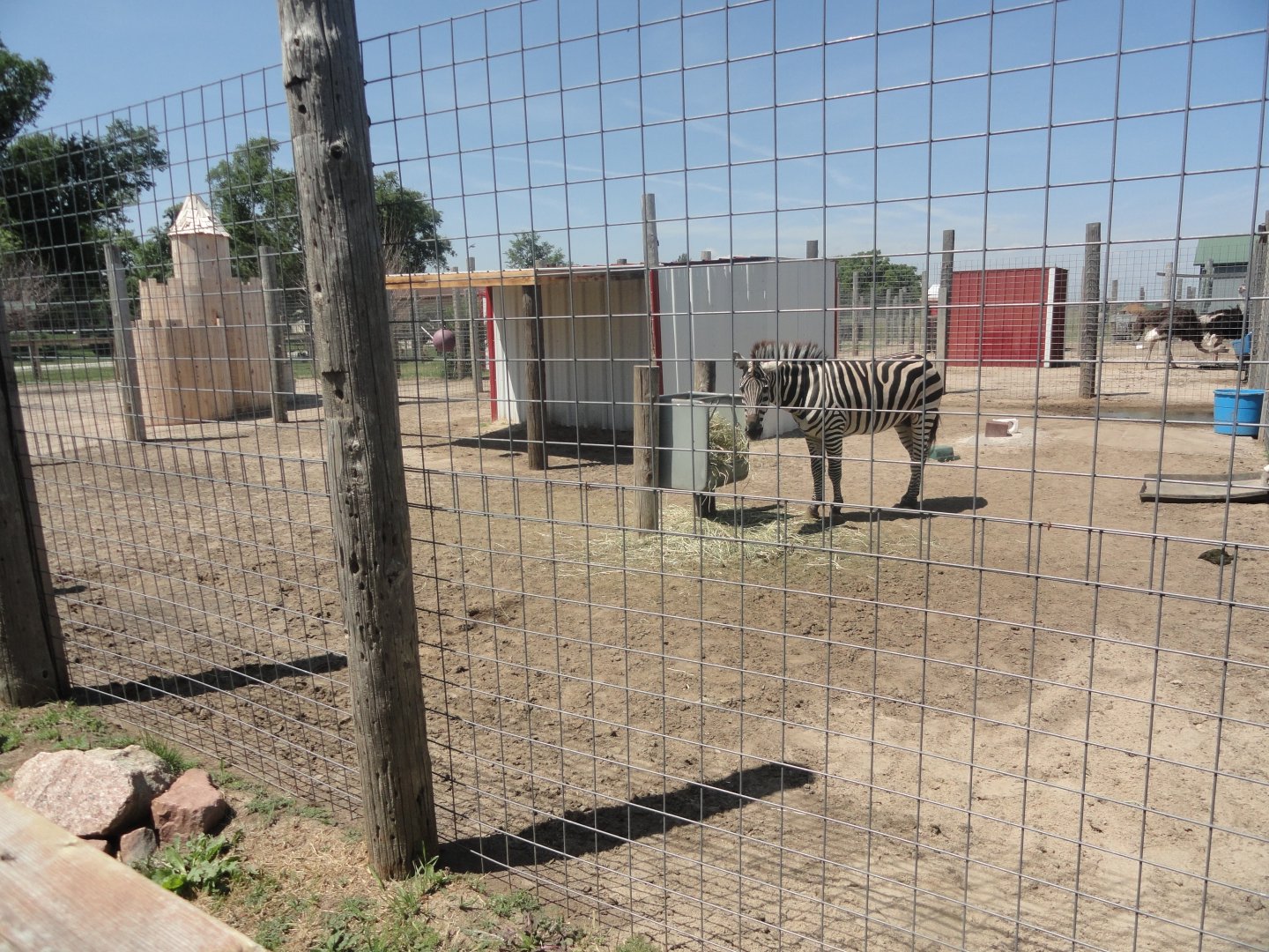 Plains Zebra Exhibit