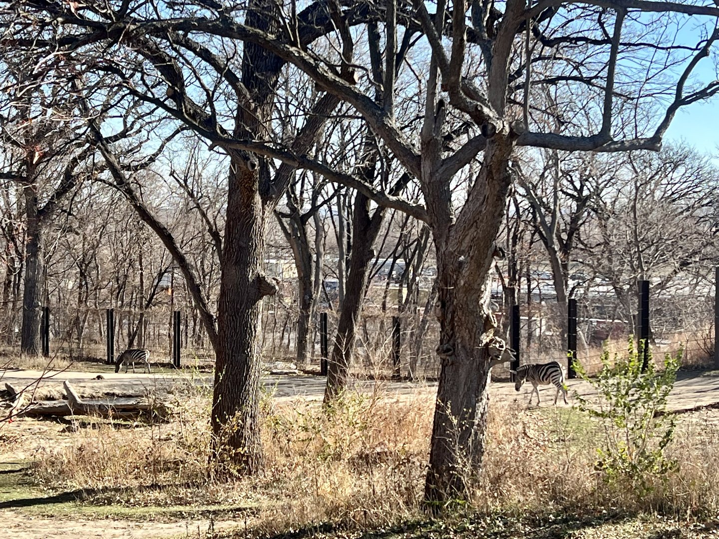 Plains Zebra Exhibit