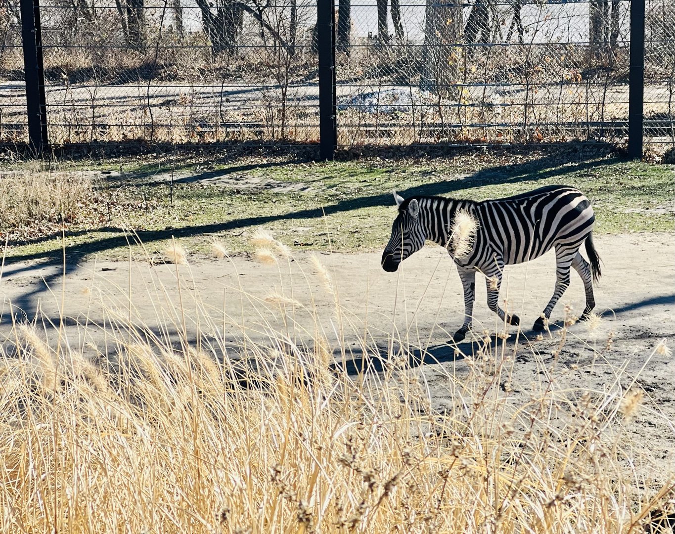 Plains Zebra Exhibit