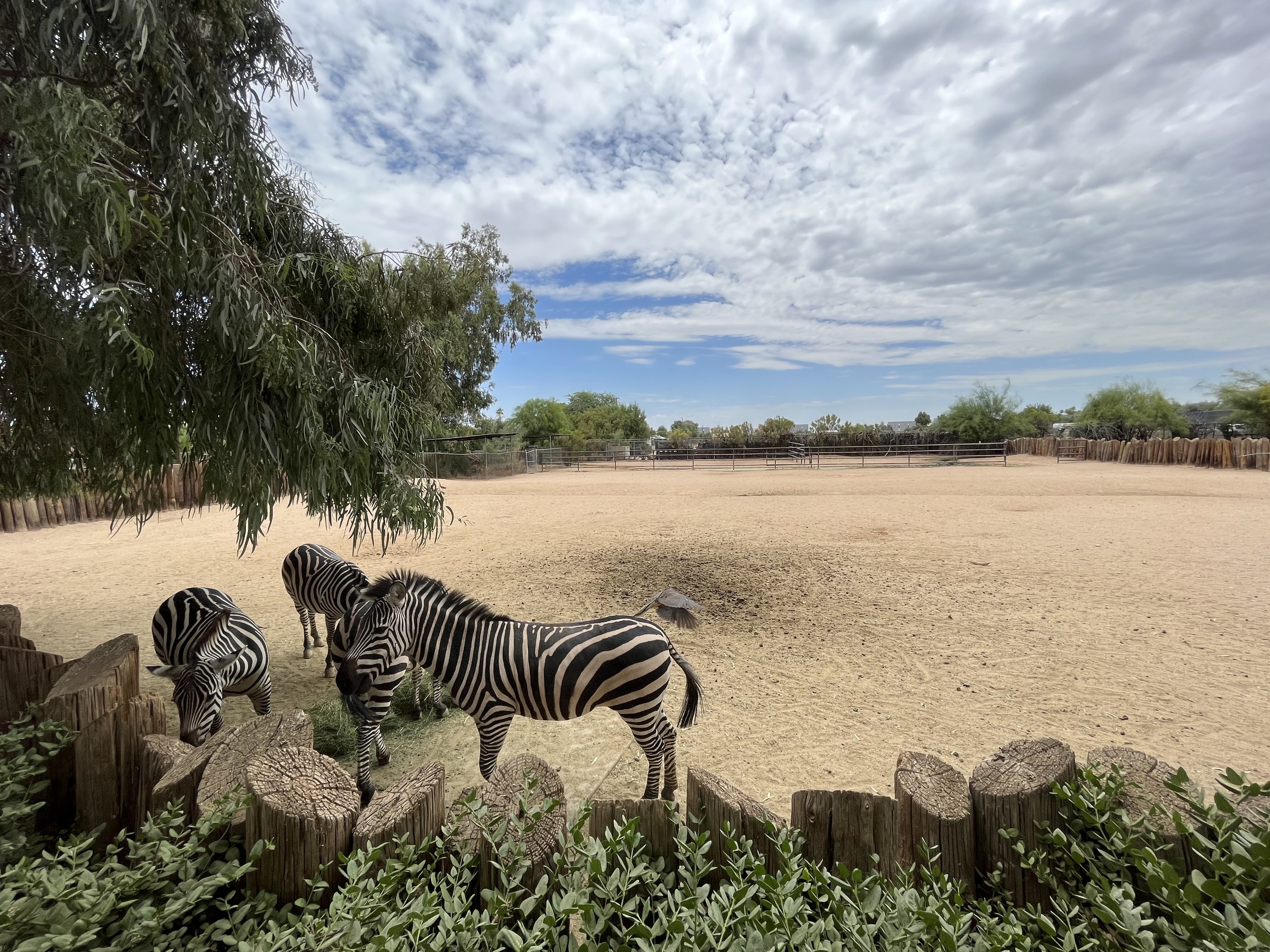 Plains Zebra Exhibit
