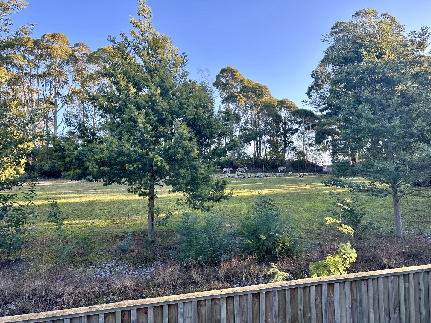 Plains Zebra Exhibit
