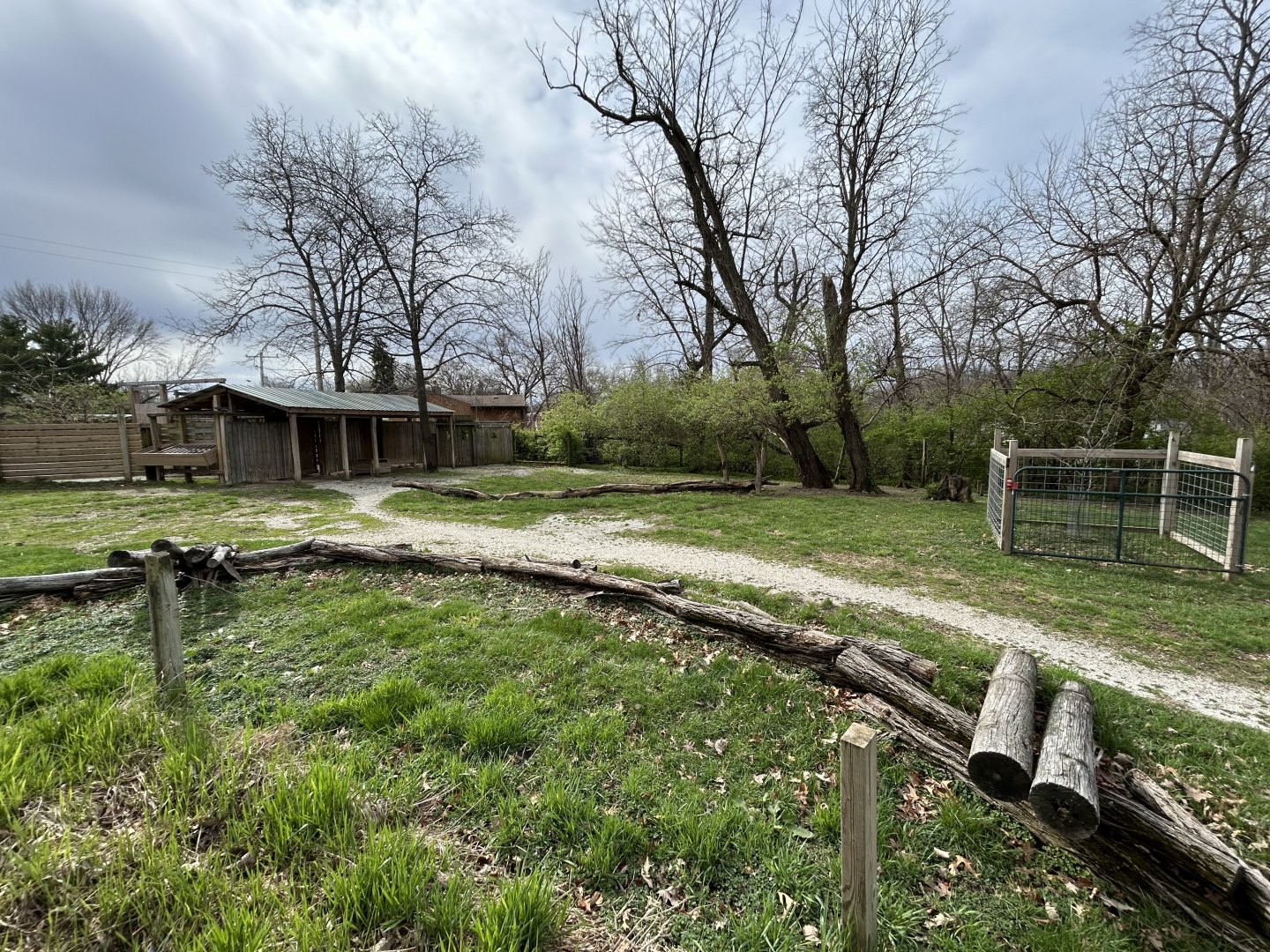 Plains Zebra Exhibit