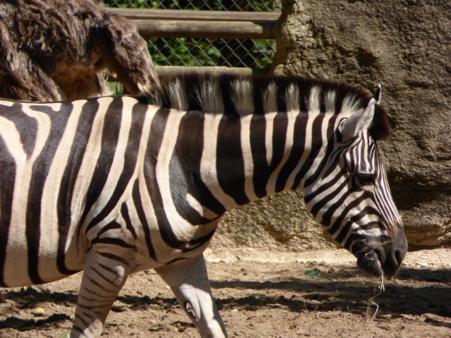 Plains Zebra Female