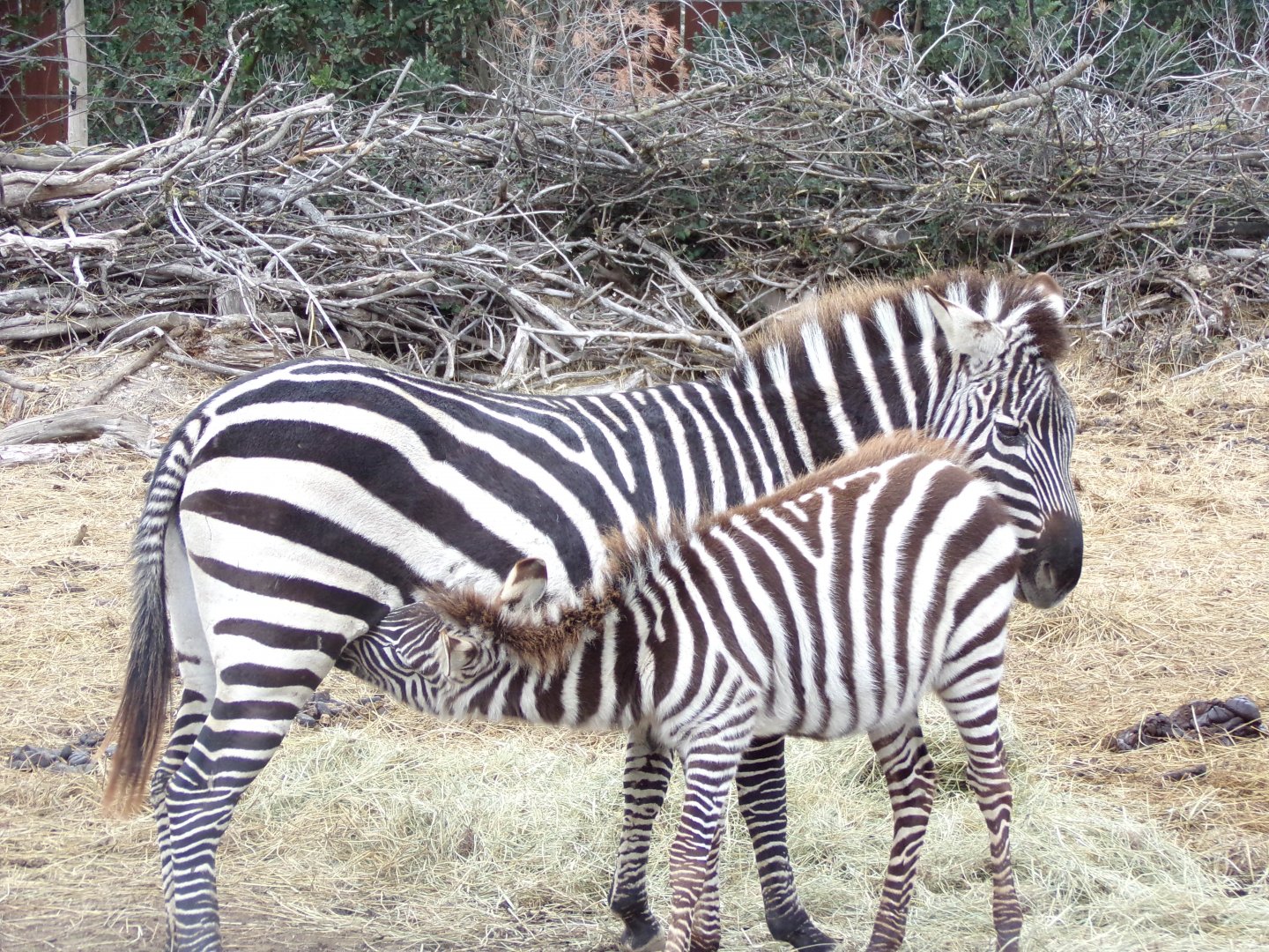 Plains Zebra foal nursing - Réserve Africaine de Sigean (2024)