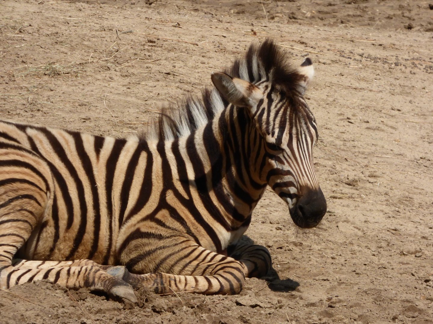 Plains Zebra Foal