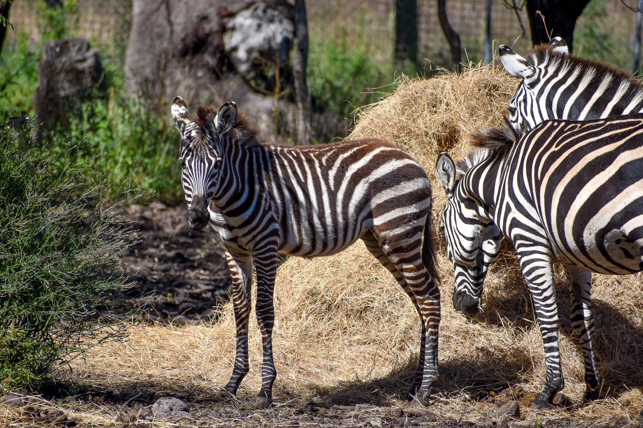 Plains Zebra Foal