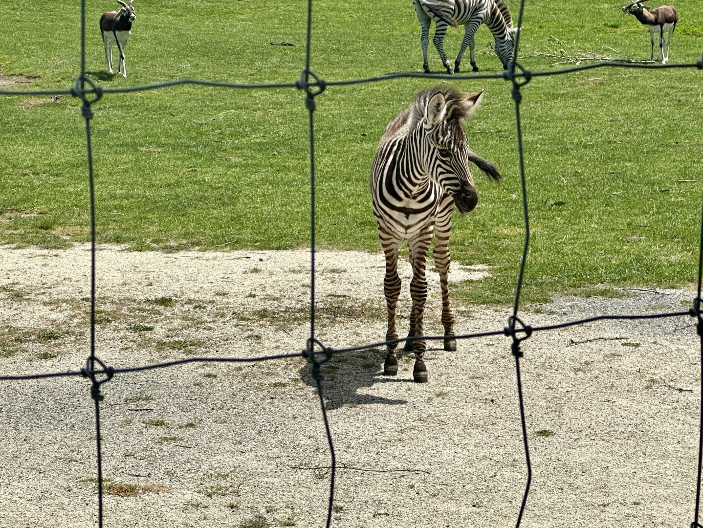 Plains Zebra Foal