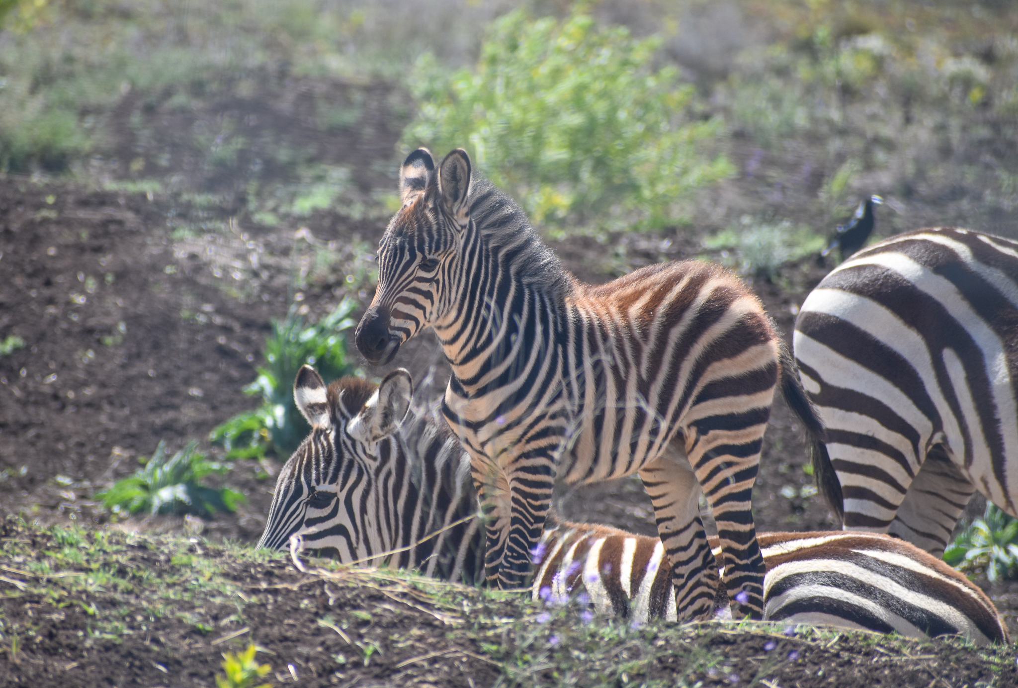 Plains Zebra foal