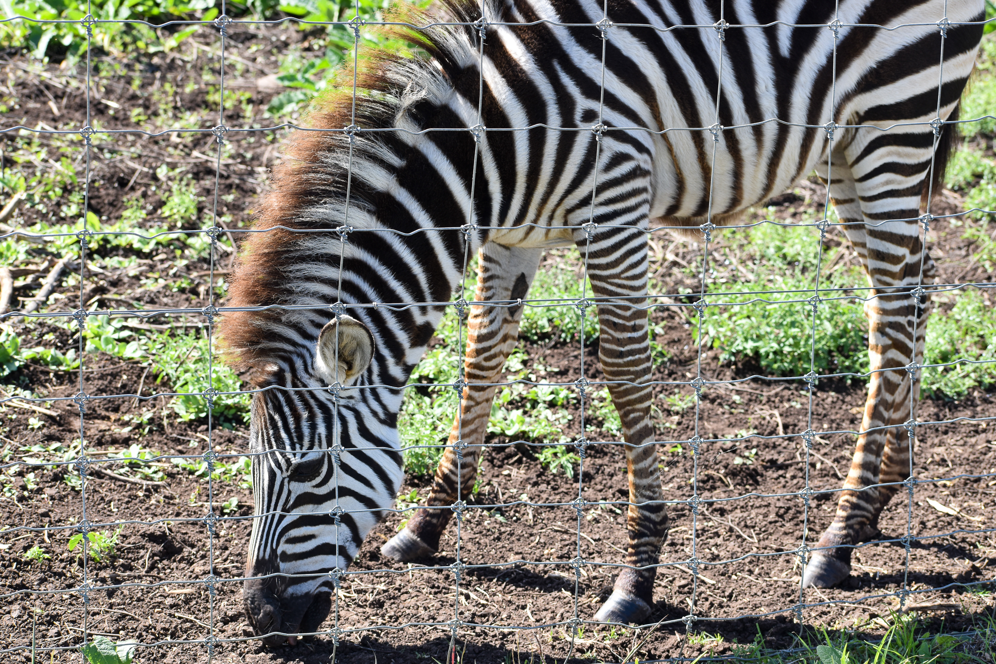 Plains Zebra foal