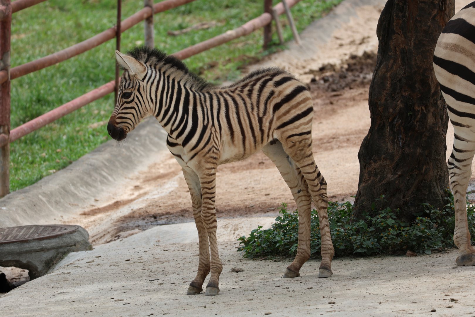Plains zebra foal