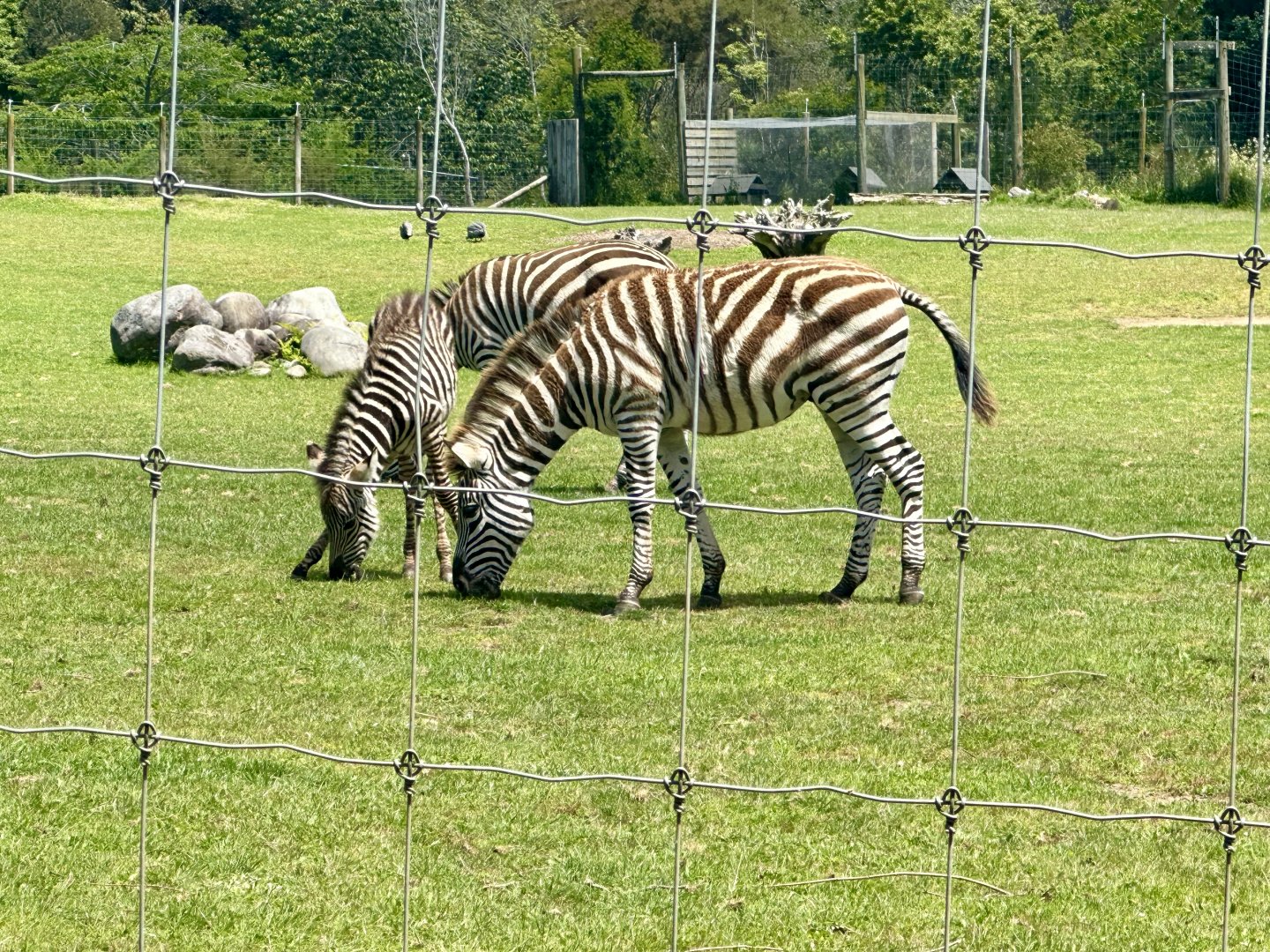 Plains Zebra Foals