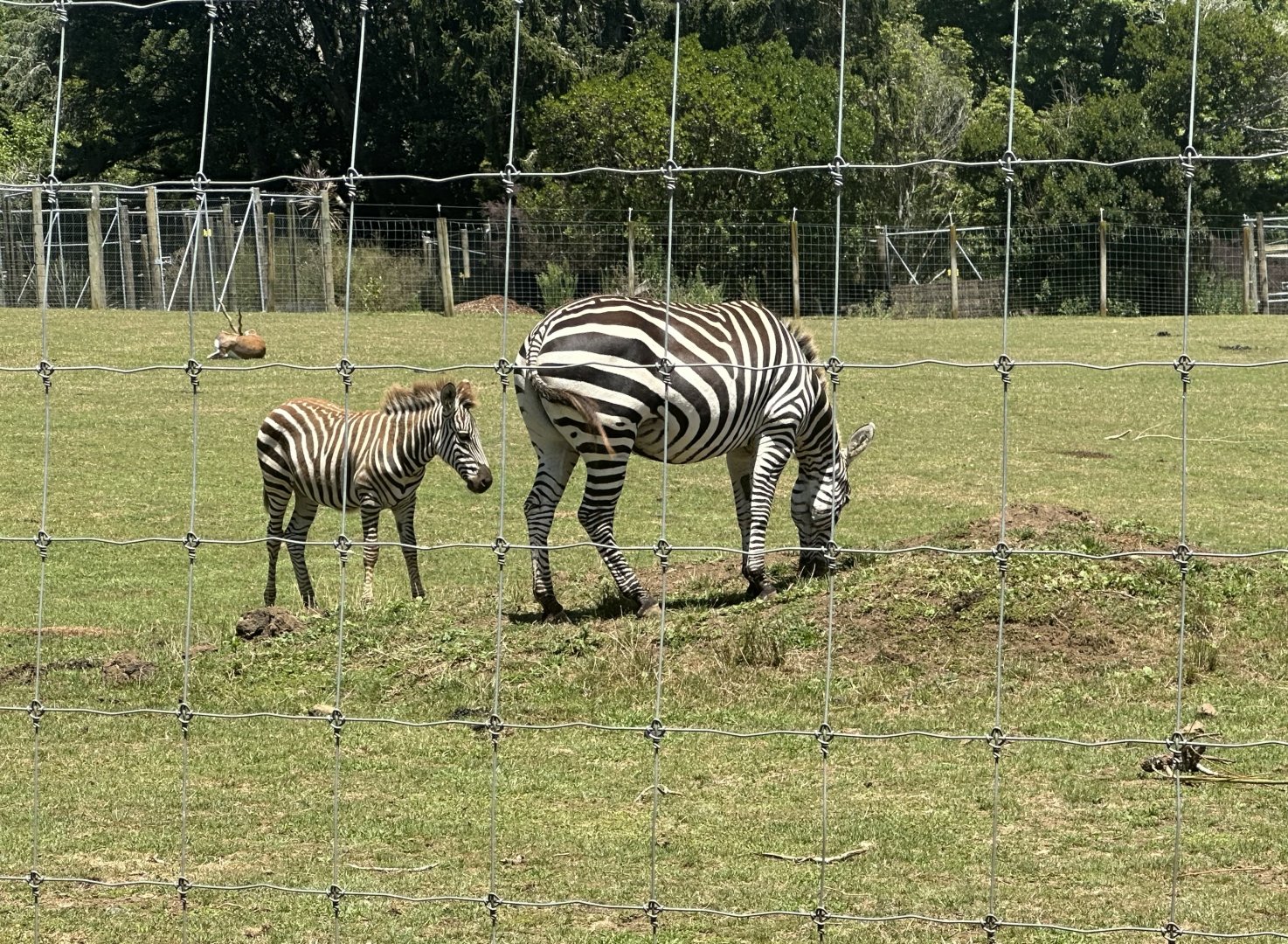 Plains zebra (four month old foal)