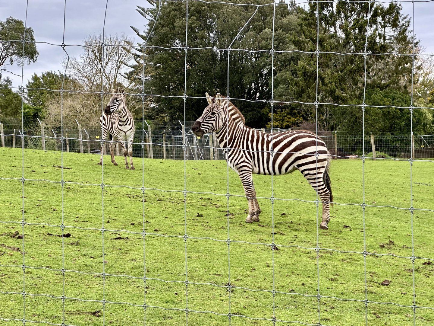Plains Zebra (Geldings)