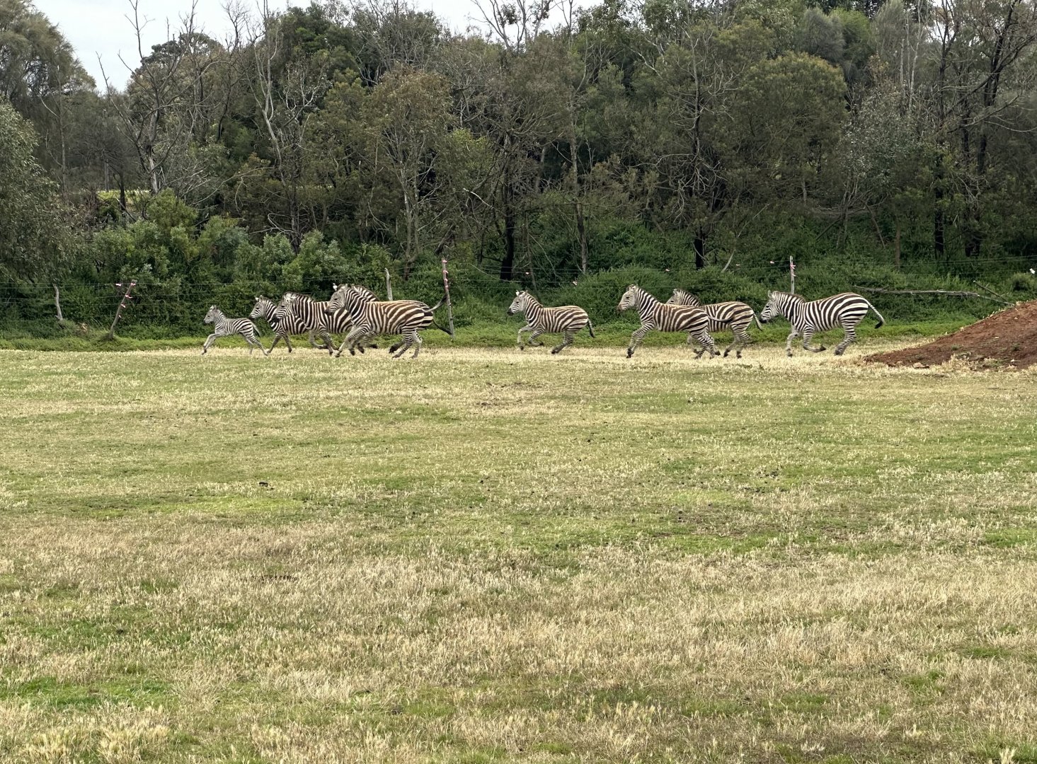 Plains Zebra Herd Running