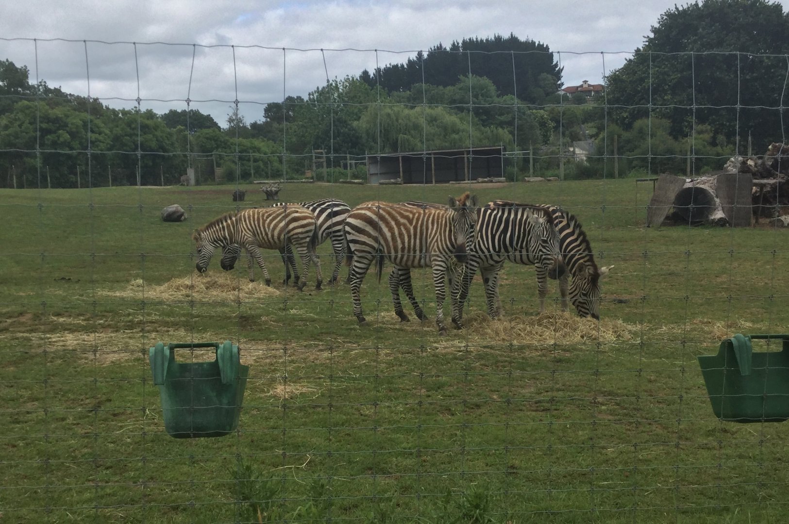 Plains Zebra Herd