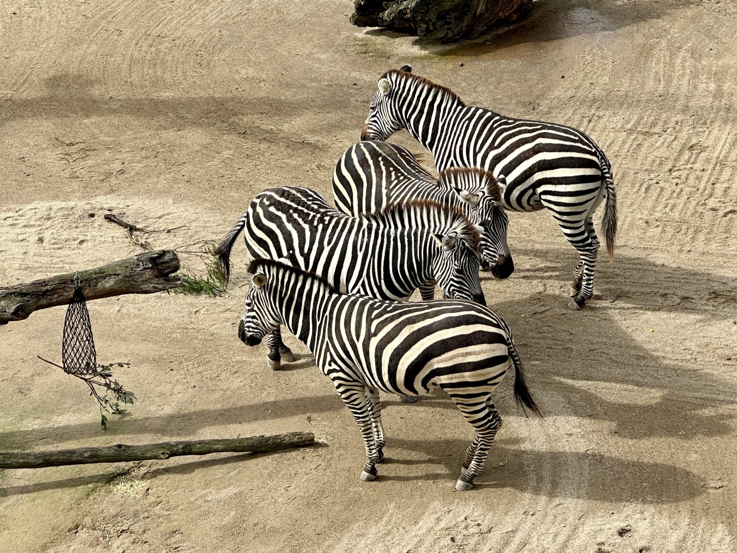 Plains Zebra Herd