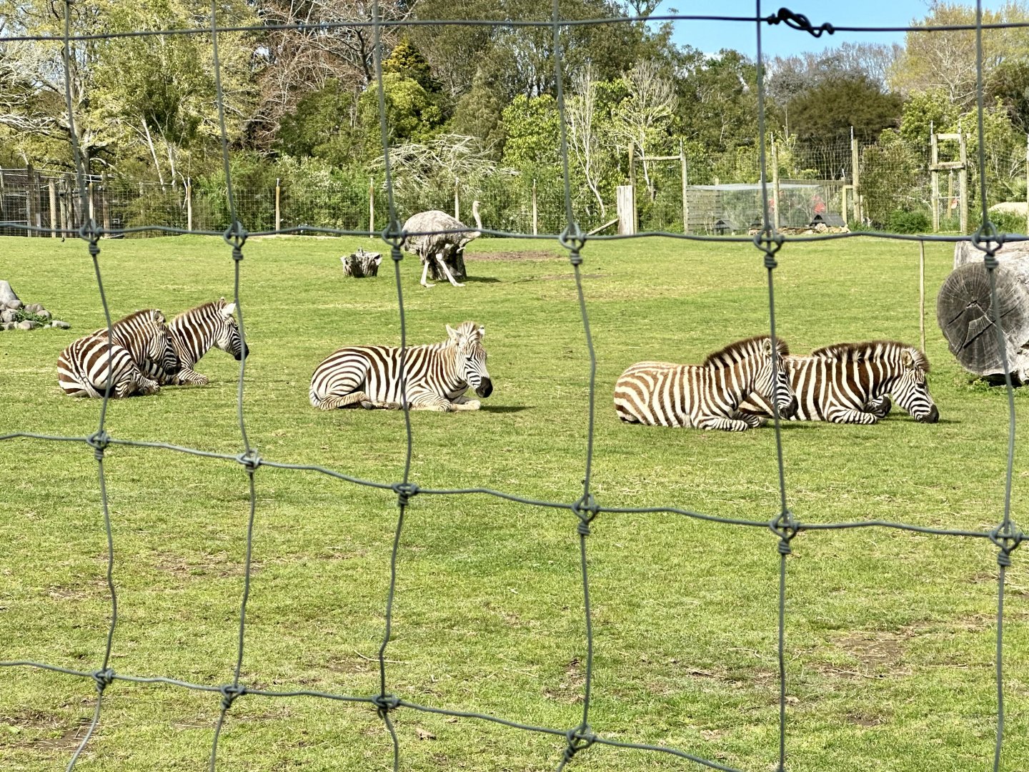 Plains zebra herd