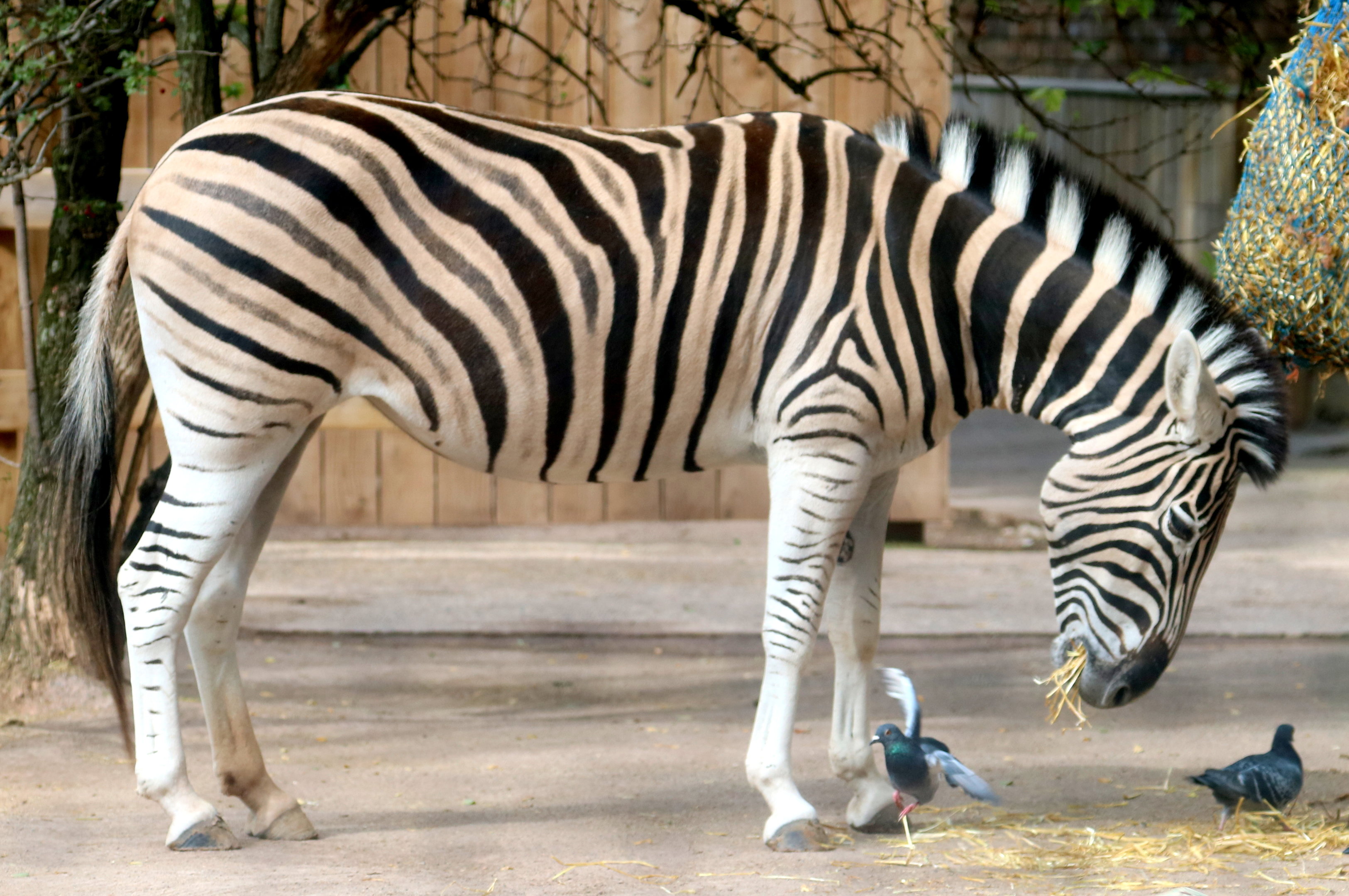 Plains zebra; London Zoo; 25th September 2022
