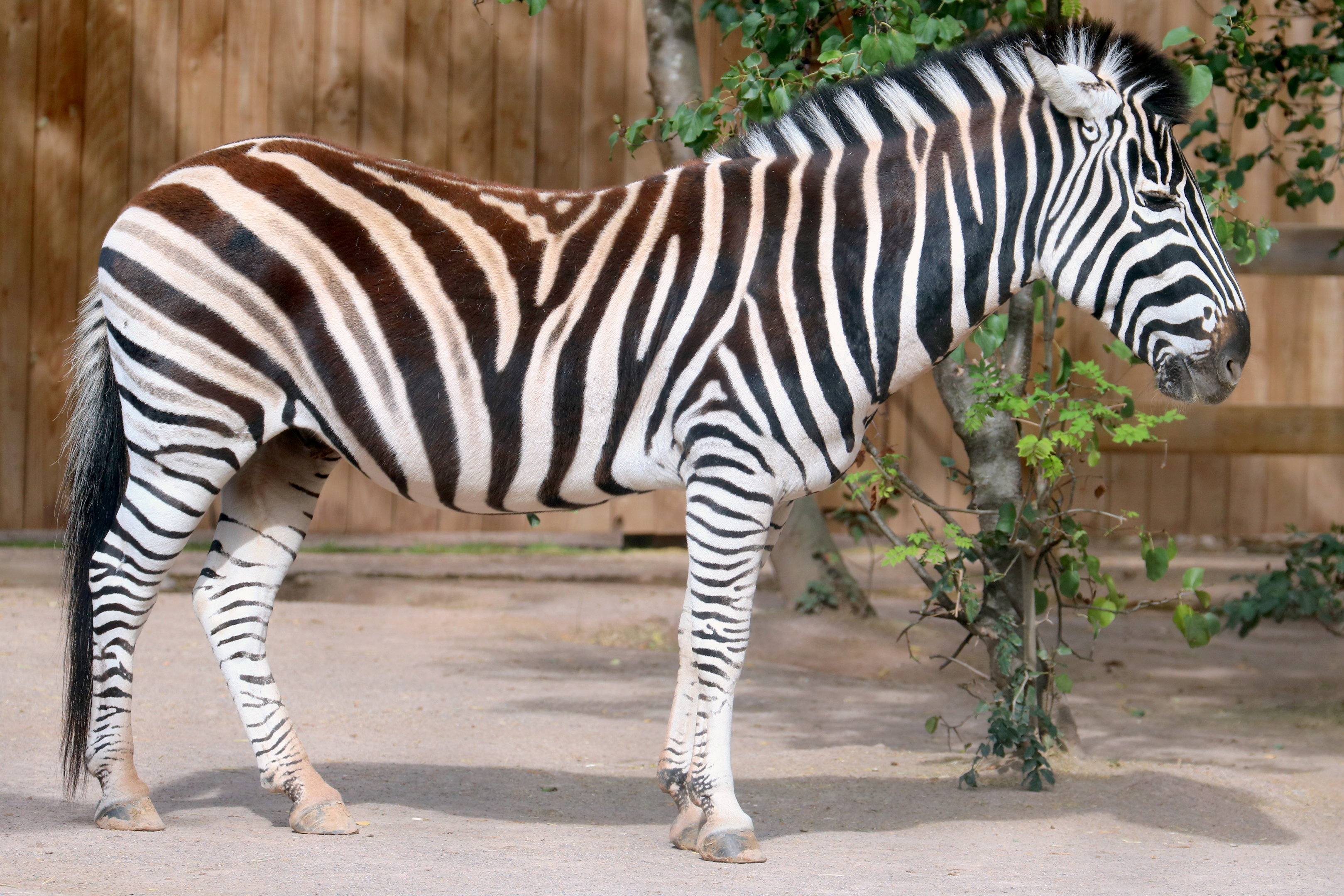Plains zebra; London Zoo; 25th September 2022