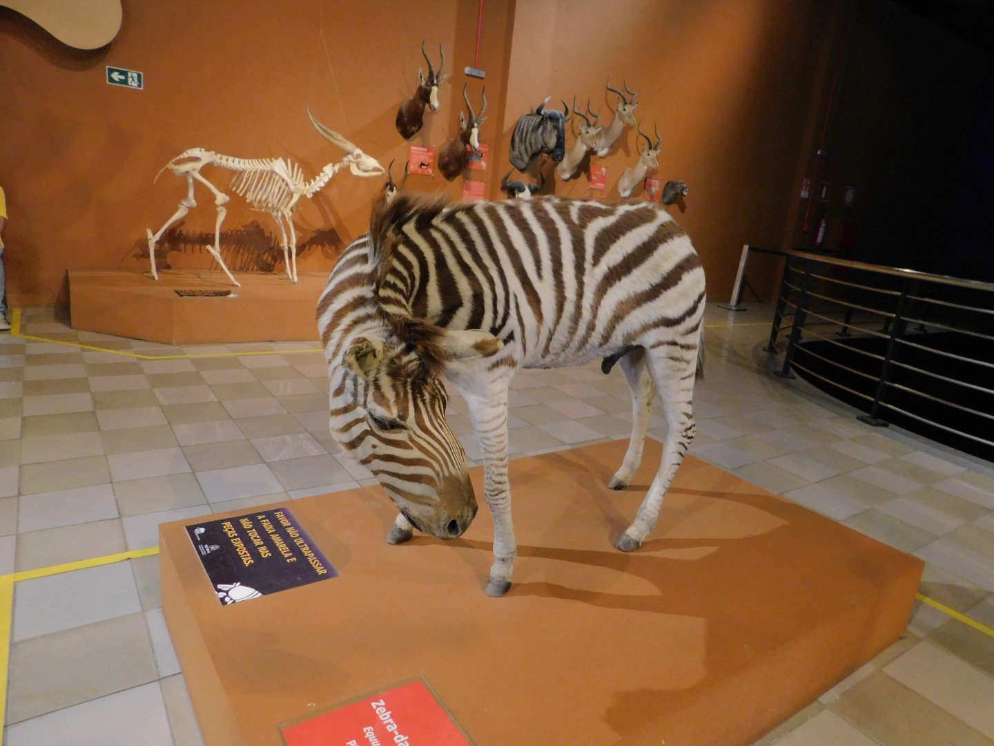 Plains zebra - Museum of PUC Minas - Brazil